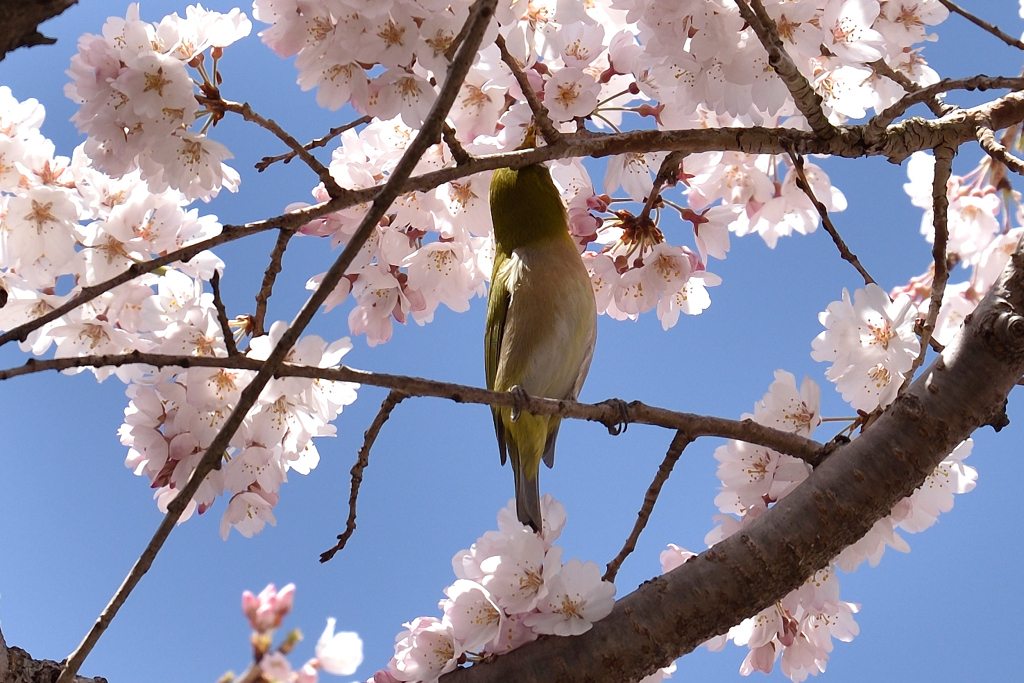 旬の蜜