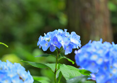 あをによし奈良の都は咲く花の薫ふがごとく今盛りなり