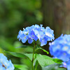 あをによし奈良の都は咲く花の薫ふがごとく今盛りなり