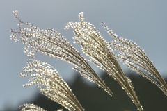 ダイヤモンドの輝き