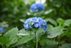 紫陽花ピックアップ④