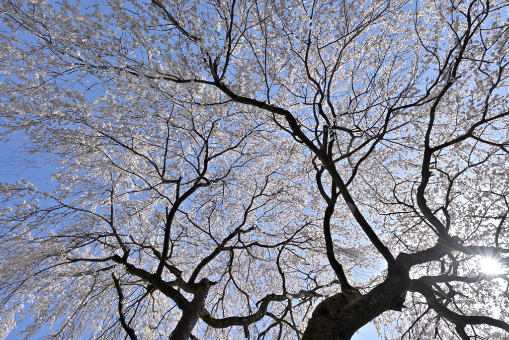 大きな枝垂れ桜の木の下で