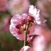 裏撮り