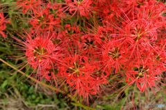 彼岸花１
