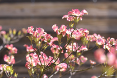 春　花水木