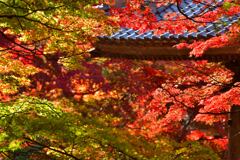 赤いリフレクション