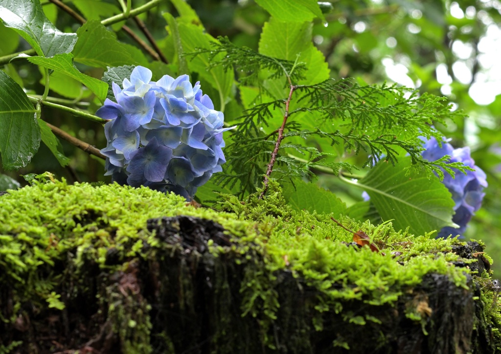 苔むした紫陽花の森