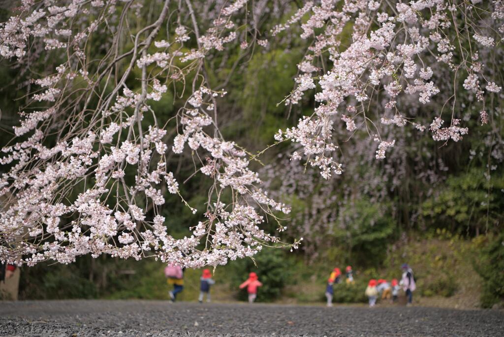 お花見遠足
