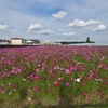 コスモス畑
