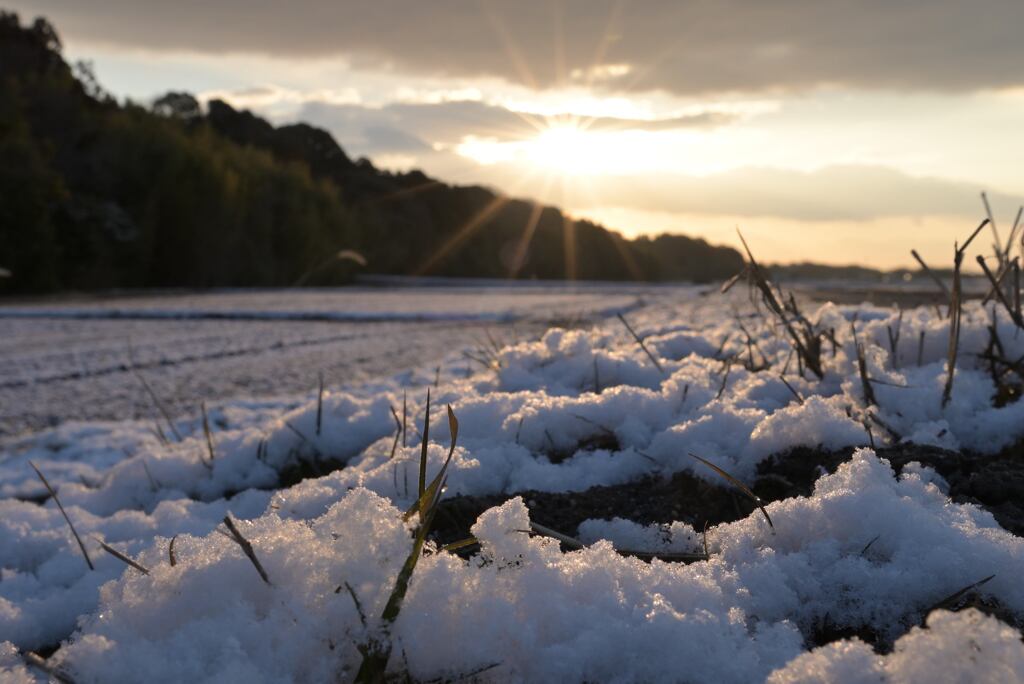 薄雪