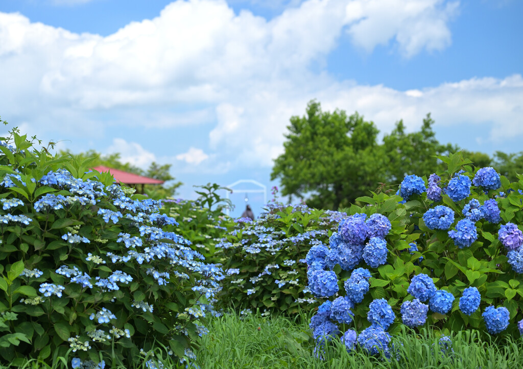 高原の紫陽花
