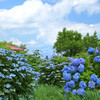 高原の紫陽花