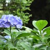 紫陽花ピックアップ⑤