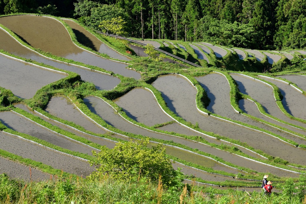 田植え始まります。