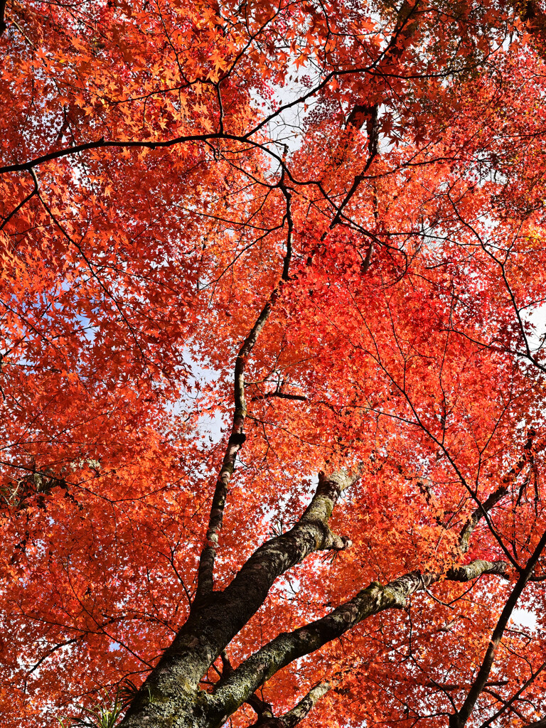 紅い空