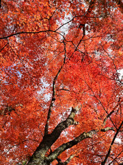 紅い空