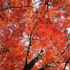 紅い空