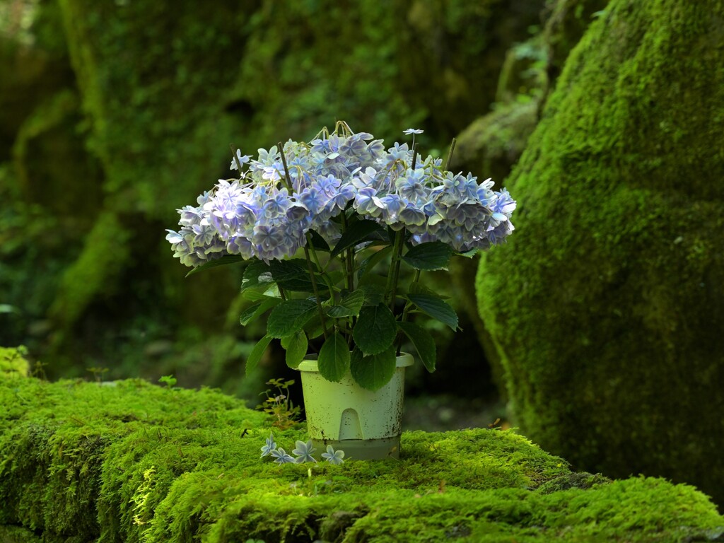 苔に映える