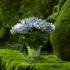 苔に映える