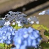 紫陽花VS額紫陽花