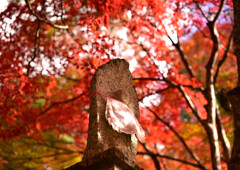 紅葉狩り