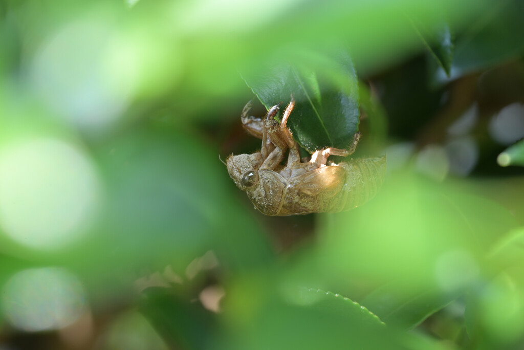 覗き見
