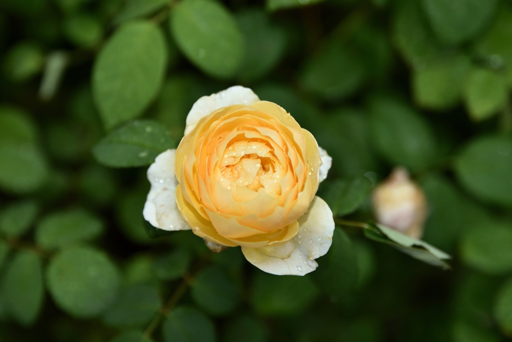 雨上がりの薔薇