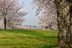 桜に囲まれて