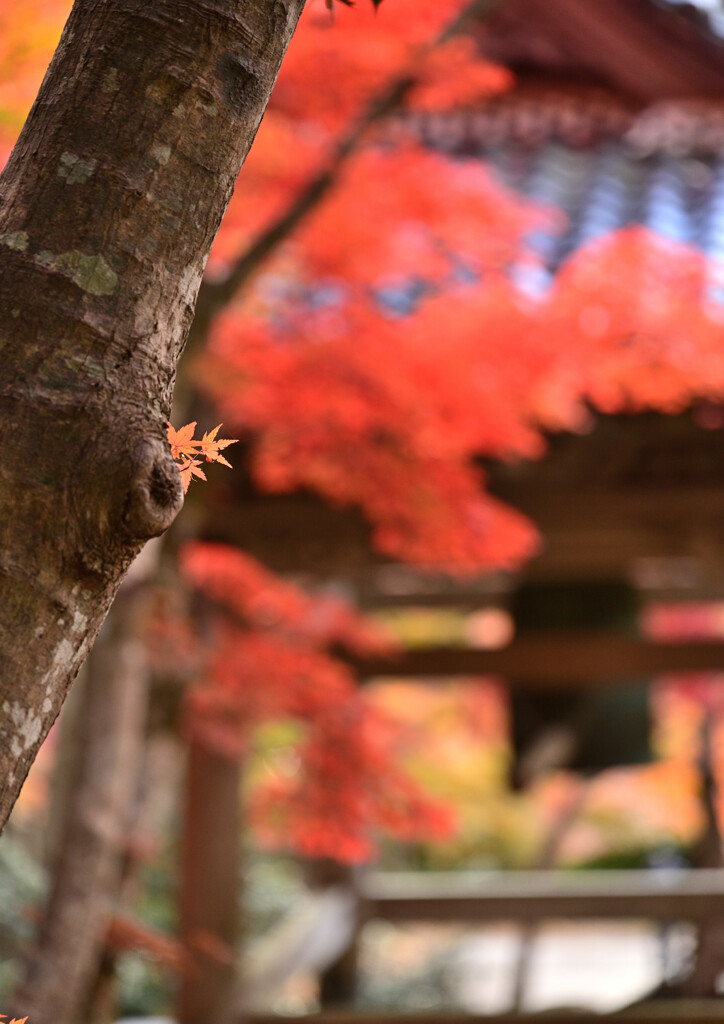紅葉一年生