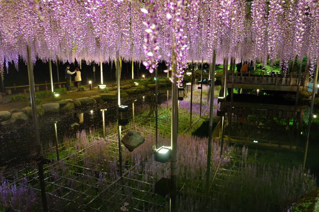 藤棚からの夜景