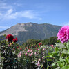 山麓のダリヤ園