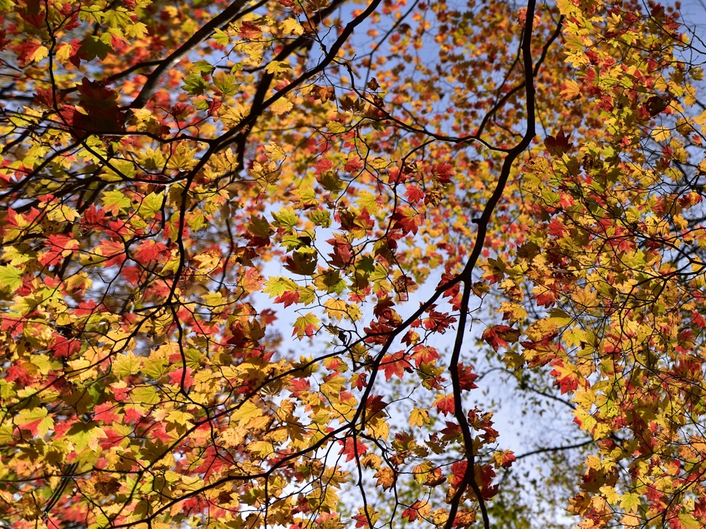 紅葉グラデーション