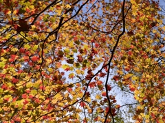 紅葉グラデーション