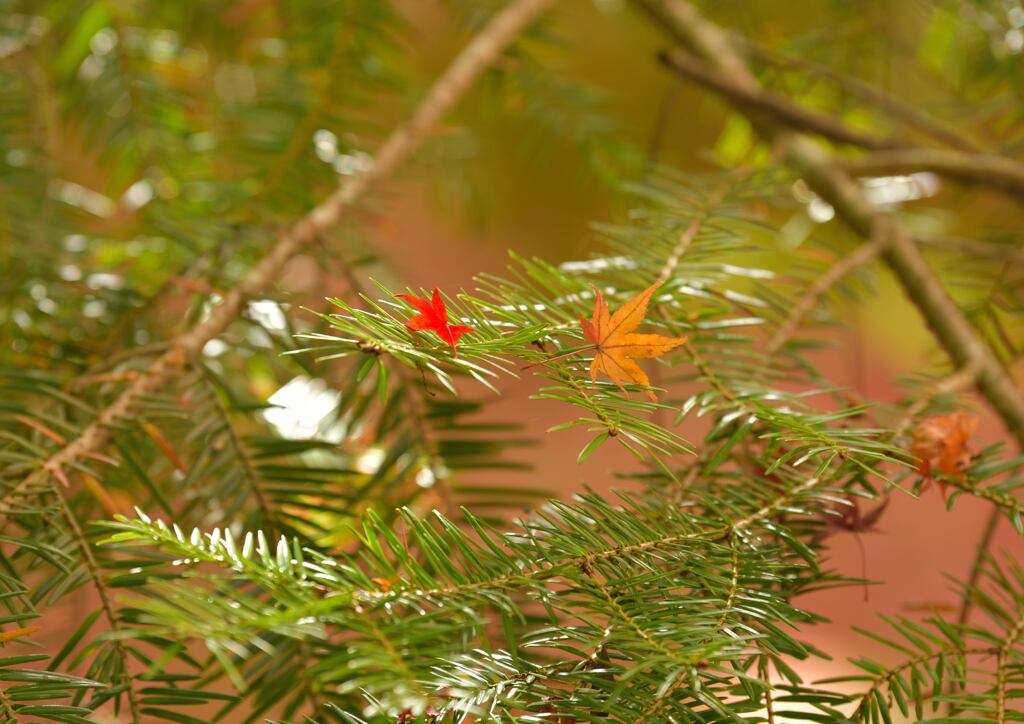 気分はクリスマス