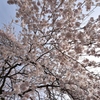 枝垂れ桜