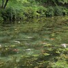 モネの池⑧
