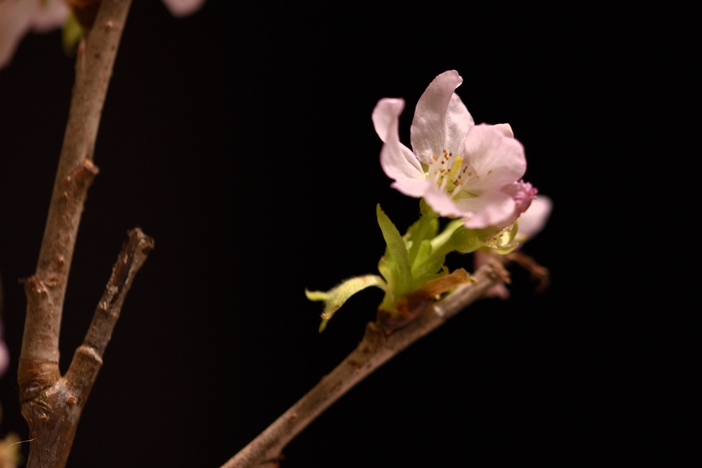 気の早い桜４