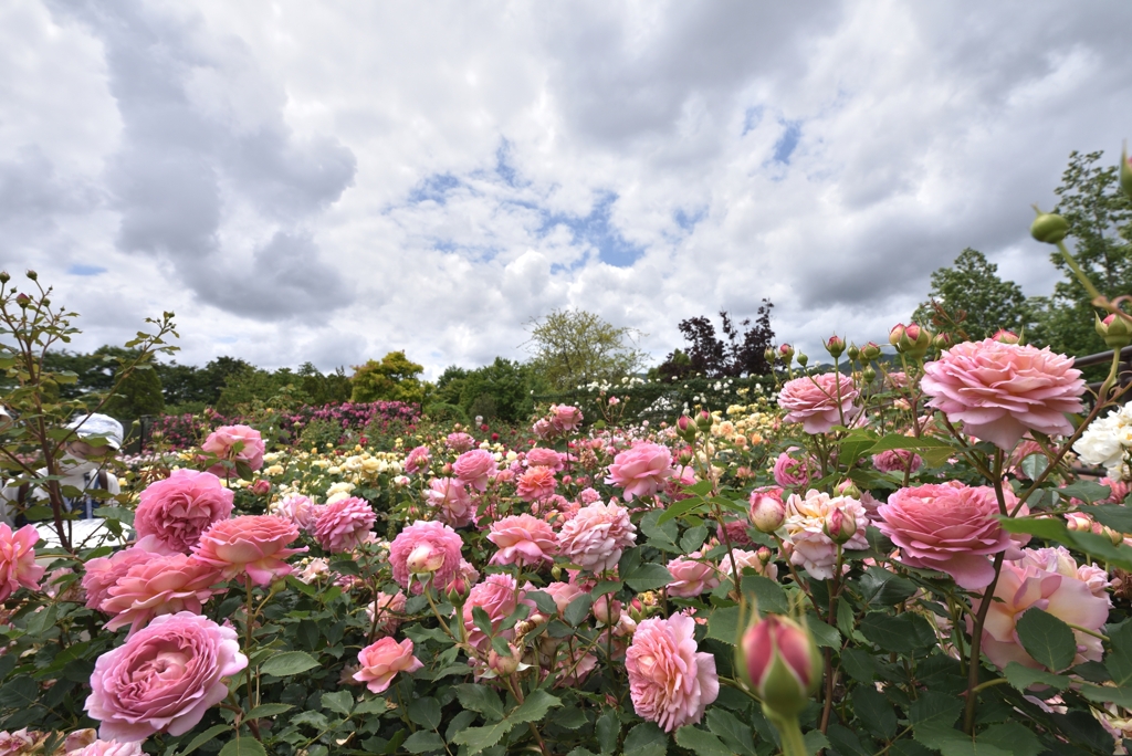 薔薇園開放