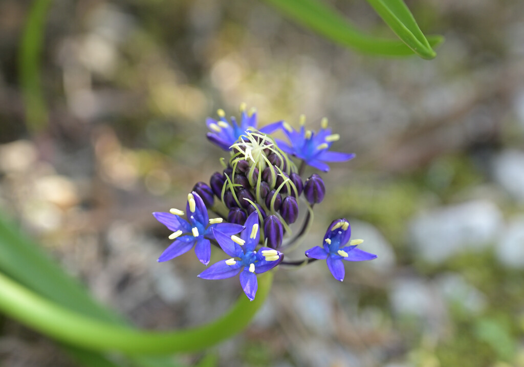次々開花