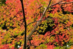パステル紅葉