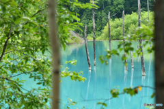 青い池