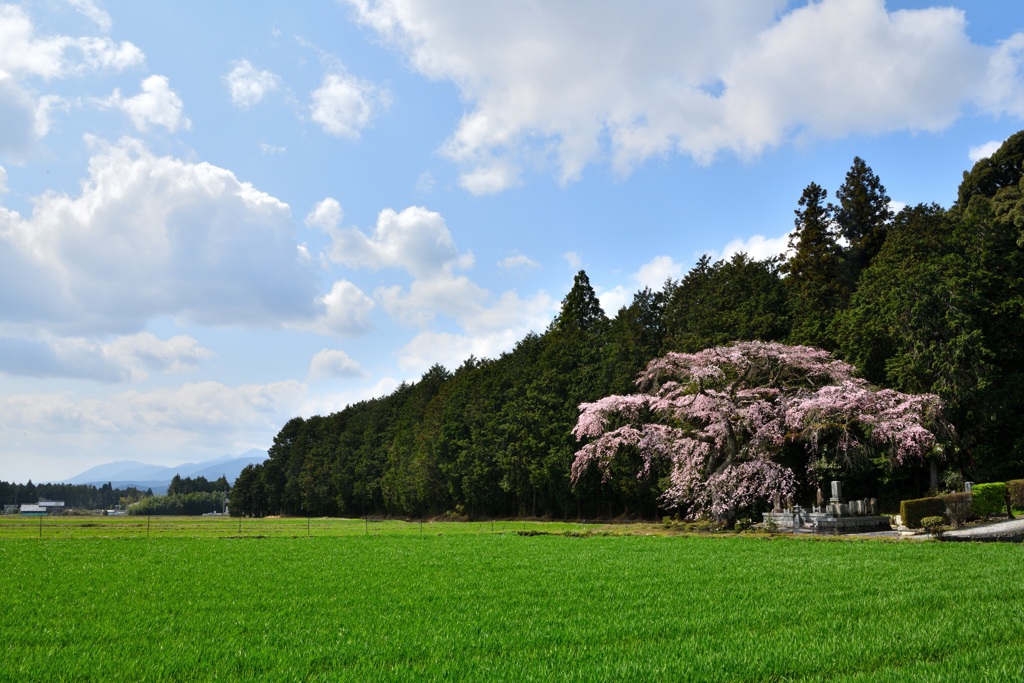 田園の桜