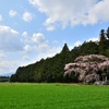 田園の桜