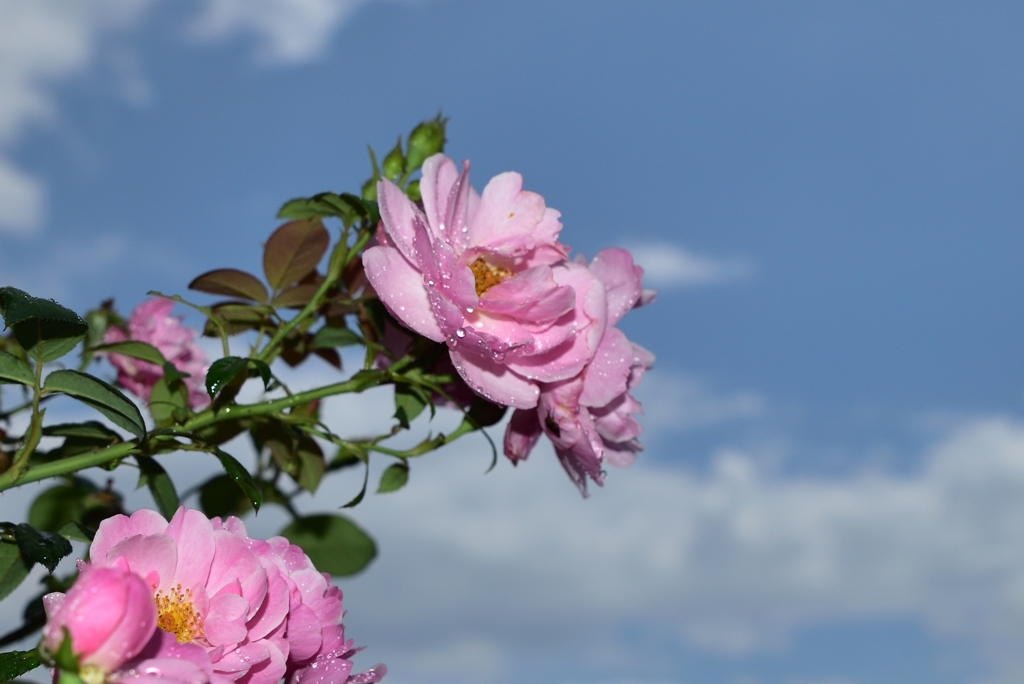 雨上がりの薔薇と青空