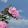雨上がりの薔薇と青空