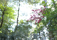 森の紅一点