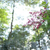 森の紅一点
