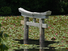 沈み鳥居