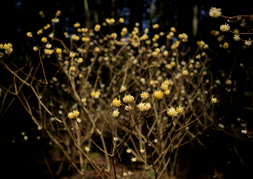 森に群れる花