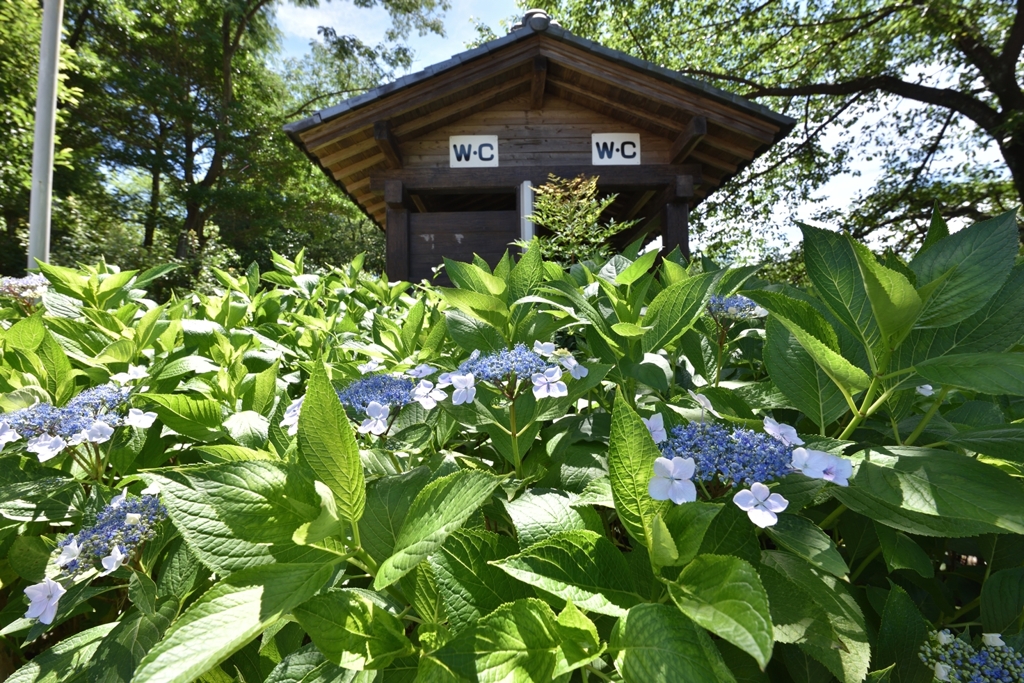 スッキリ紫陽花